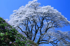 鉢形城址・氏邦桜
