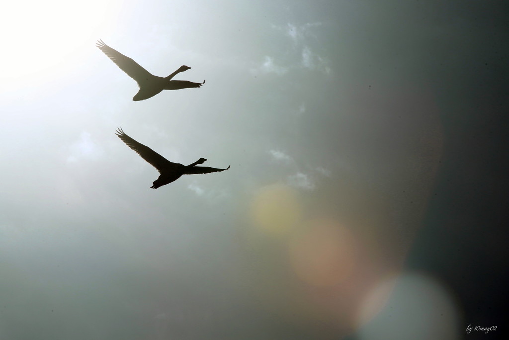 冬の空