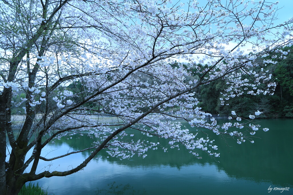 SAKURA２