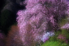 山枝垂れ