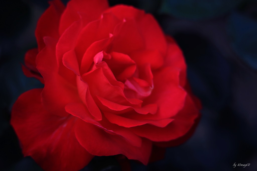 芳しいバラの香り