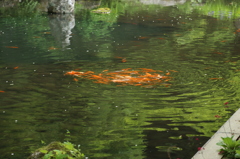 波紋