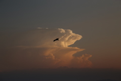 イルカ雲