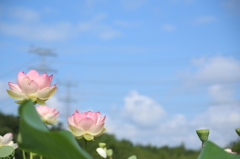 空を彩る