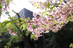 河津桜