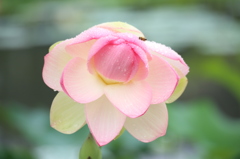 大きな花