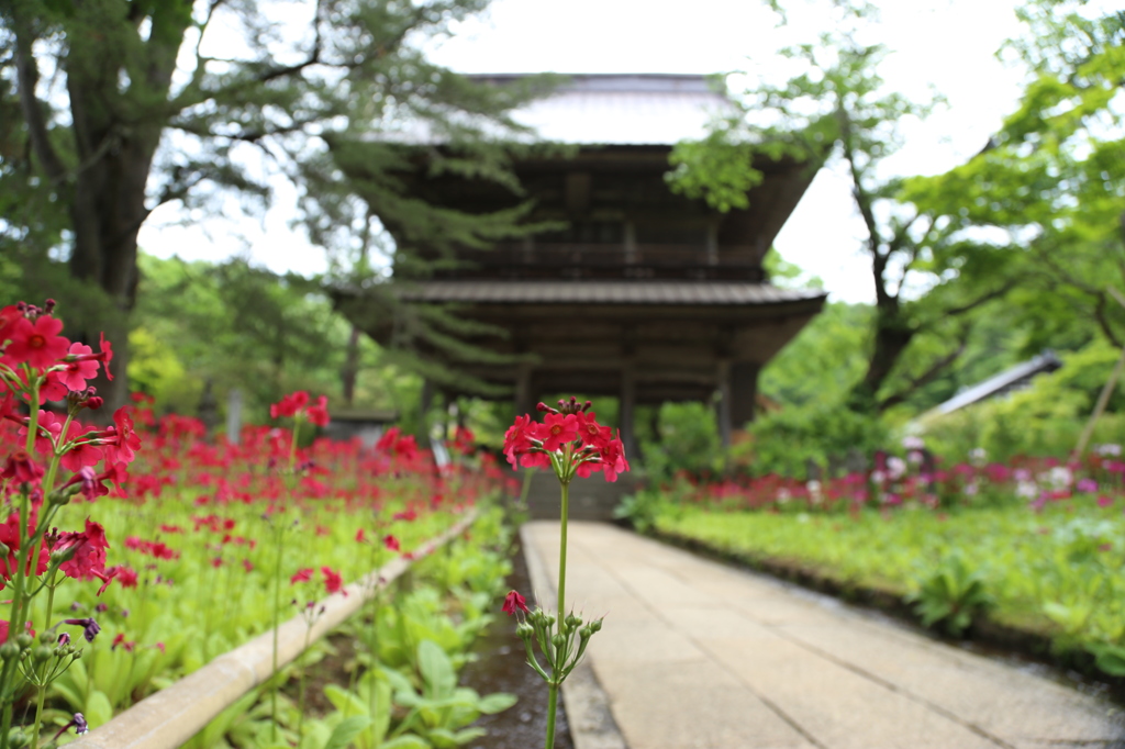 九輪草の咲く山門