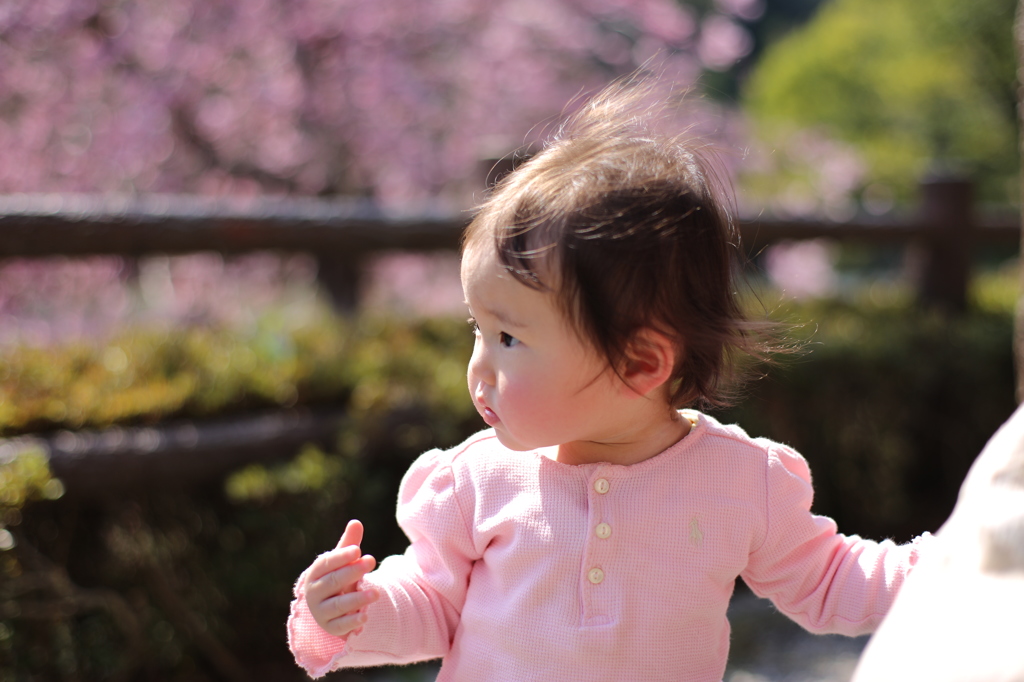 桜色の春風