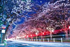 夜桜ギュン