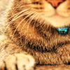 blue charm