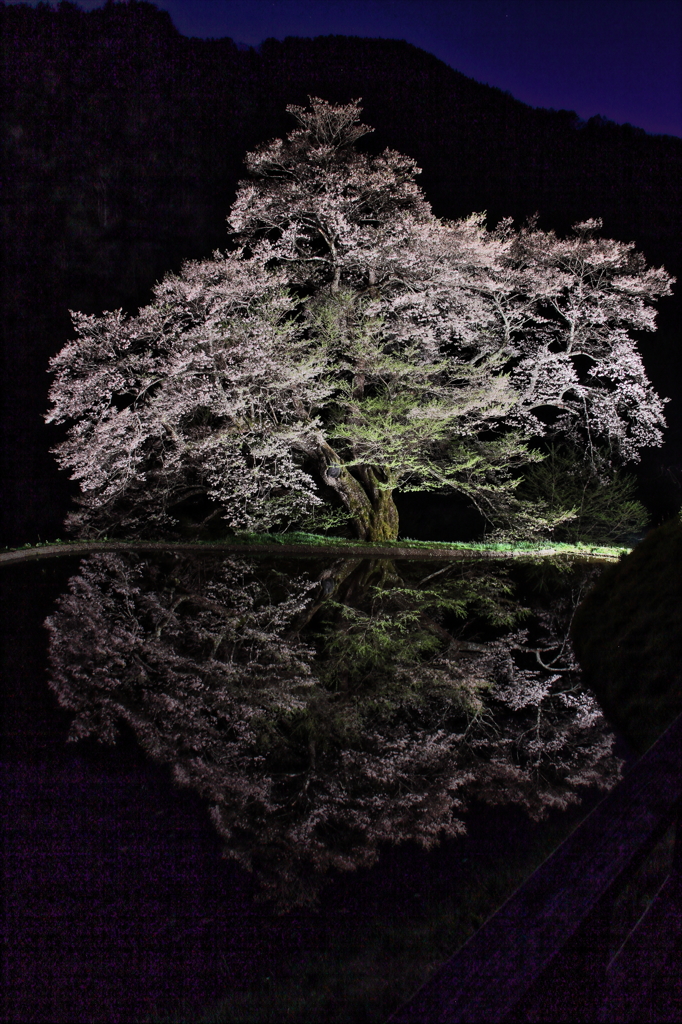 駒つなぎの桜