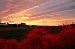 彼岸花と秋空