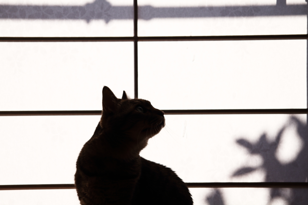 ソラミミ