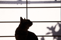ソラミミ