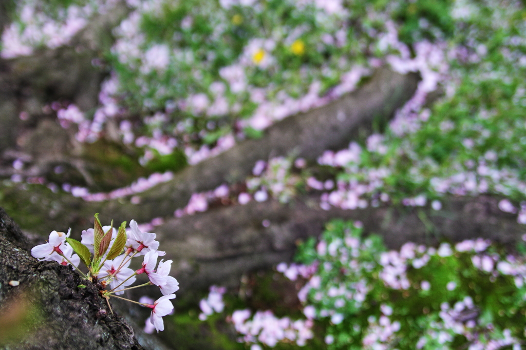 late blooming