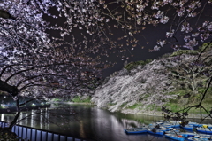 千鳥ヶ淵の夜桜