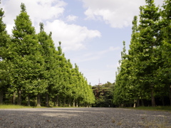 森へ入る道