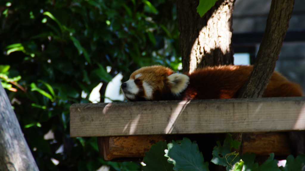 「暑。。」と言ってる気がする