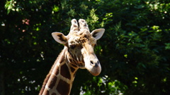 「あちぃ。。」と言ってるに違いない