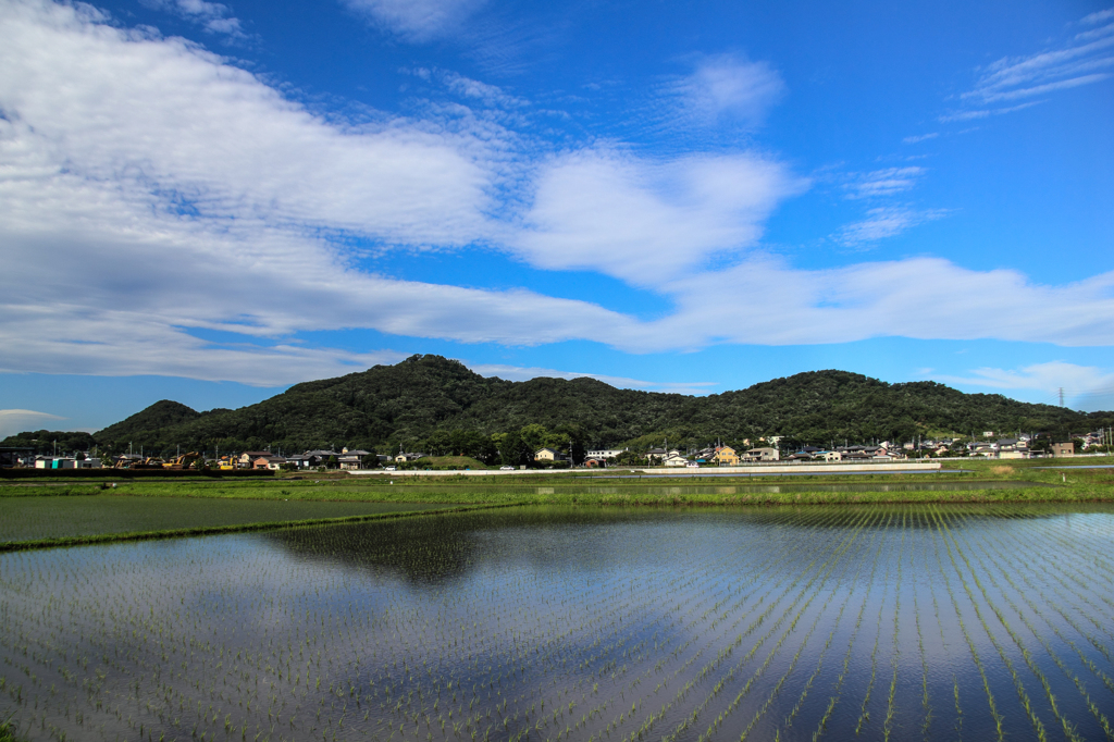 春の金山