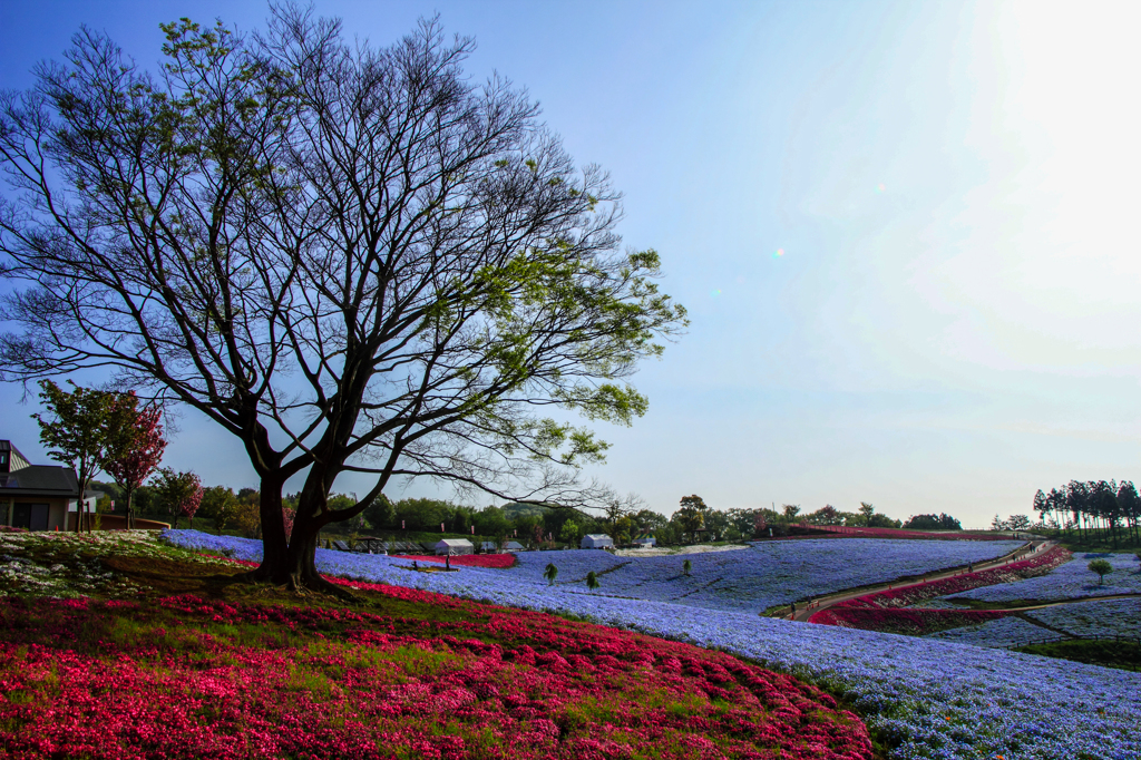 花の丘（北部運動公園）