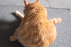 猫背