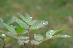 水玉