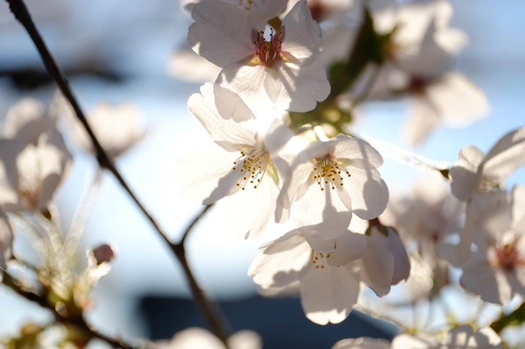 花びら