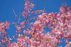 しだれ桜