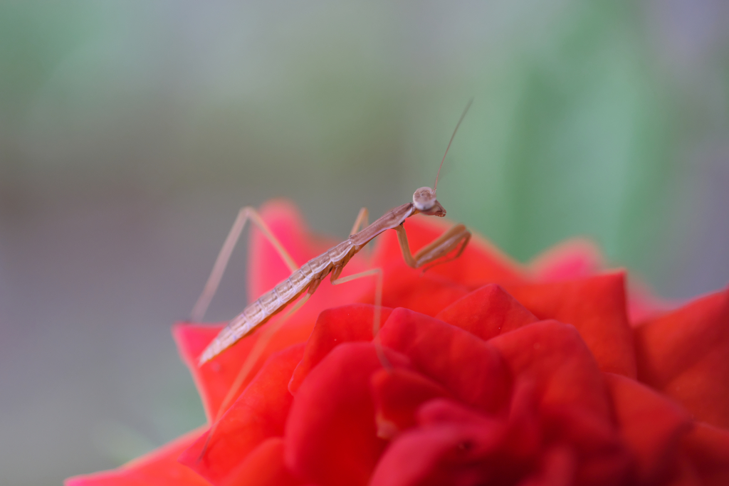 若いカマキリ