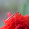 若いカマキリ
