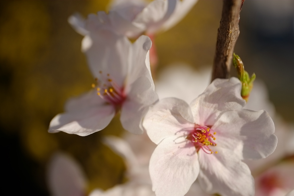 桜咲いた～