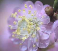 雨上がりの桃