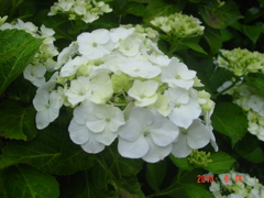 DSC00068