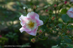 植物園の花107