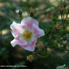 植物園の花107