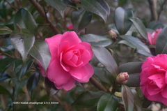 植物園の花029