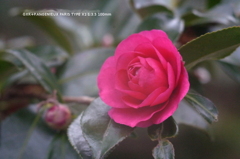 植物園の花035