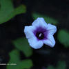 植物園の花099