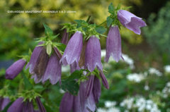 植物園の花138