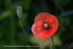 近くの公園の花028