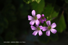 近くの公園の花032