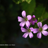 近くの公園の花032