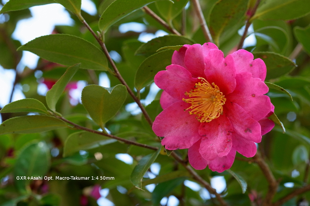 植物園の花049