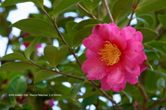 植物園の花049