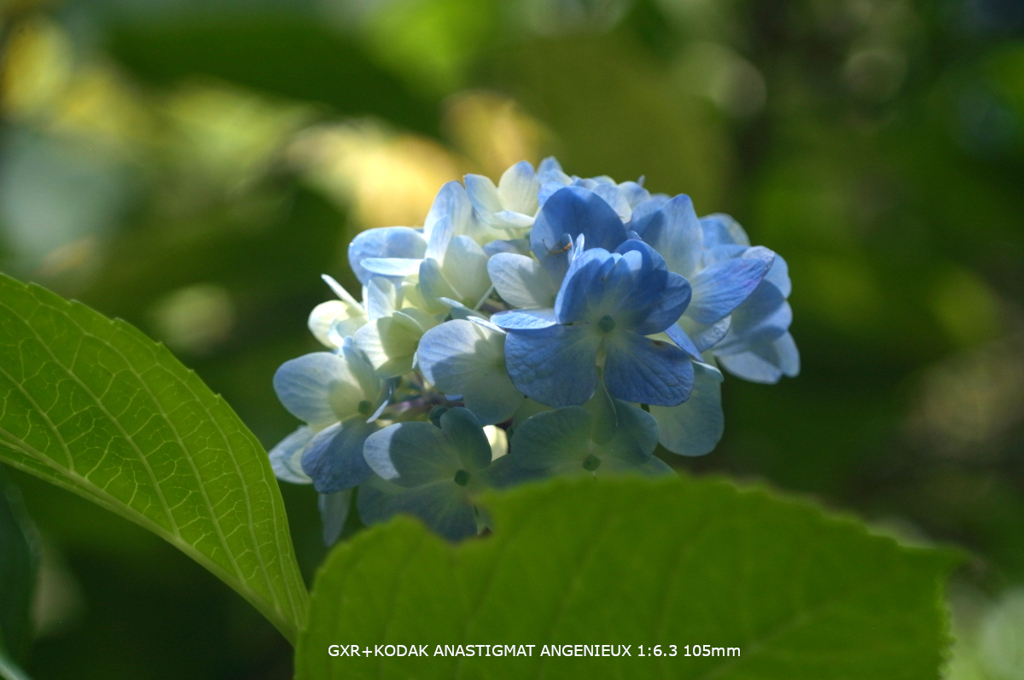 植物園の花129