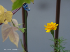 家の花001 家の花001