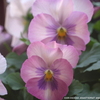 家の花014