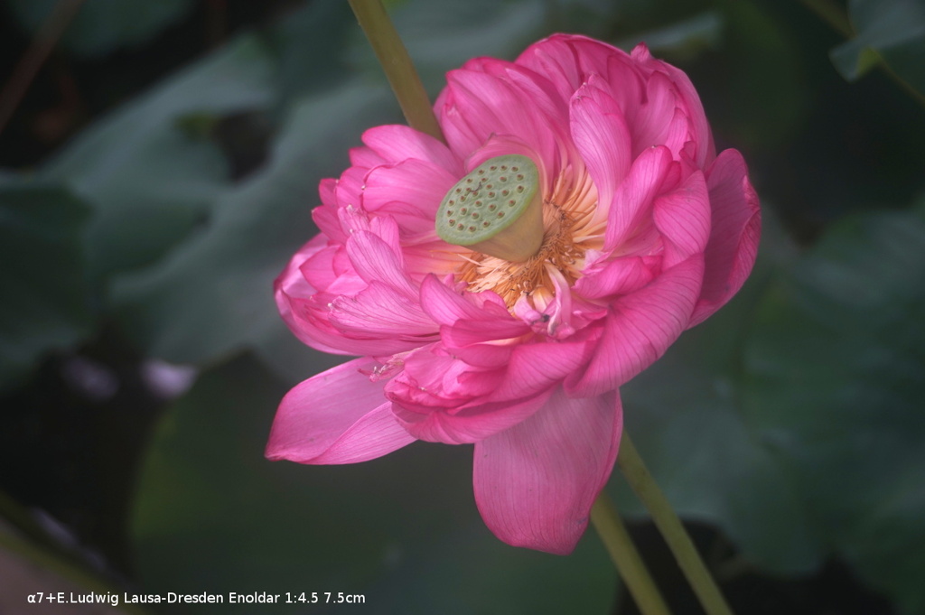 蓮の花1