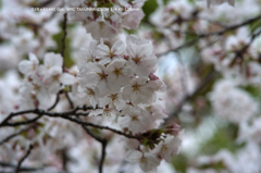 近くの公園の花014